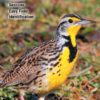 Birds of Oregon