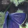 Butterflies of the Pacific Northwest
