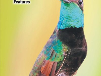 Hummingbirds of North America