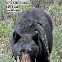 Mammals of the Pacific Northwest