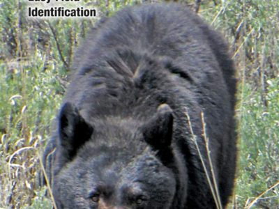 Mammals of the Pacific Northwest