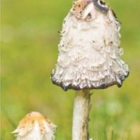 Mushrooms of the Pacific Northwest