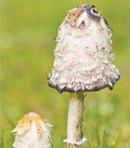 Mushrooms of the Pacific Northwest