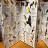 Birds of Oregon