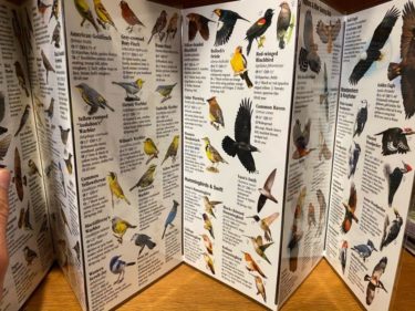 Birds of Oregon