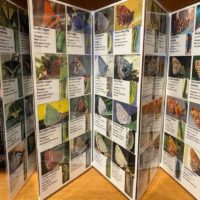 Butterflies of the Pacific Northwest