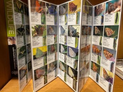 Butterflies of the Pacific Northwest