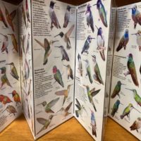 Hummingbirds of North America