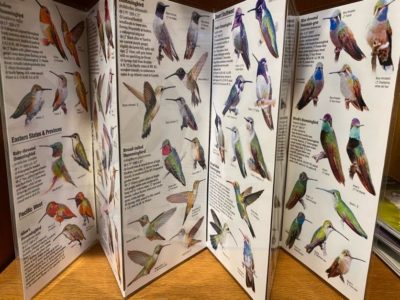 Hummingbirds of North America