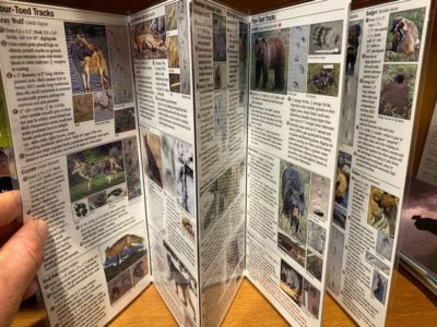 Mammals of the Pacific Northwest