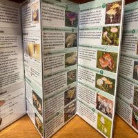 Mushrooms of the Pacific Northwest