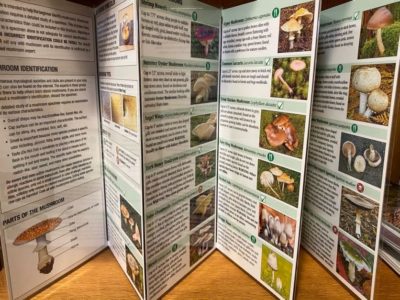 Mushrooms of the Pacific Northwest