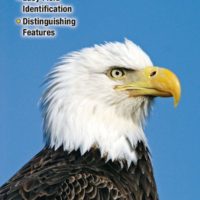 Raptors of Western North America