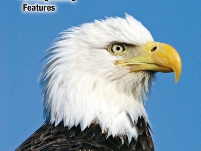 Raptors of Western North America