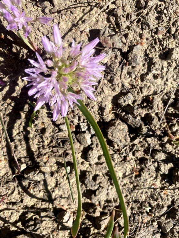 Onions, allium spp (Allium siskiyouense pictured)
