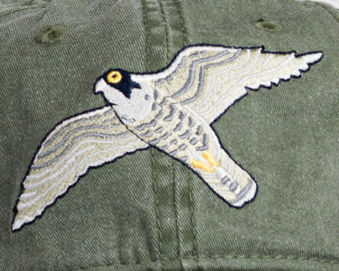 Peregrine Falcon Cap at Northwest Nature Shop in Ashland Oregon