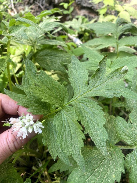 Waterleaf, hydrophyllum spp (Hydrophyllum fendleri pictured)