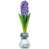 Hyacinth bulb in glass vase at Northwest Nature Shop in Ashland Oregon