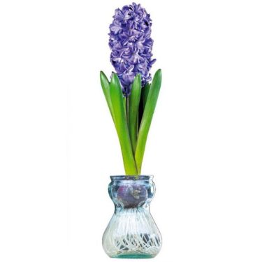 Hyacinth bulb in glass vase at Northwest Nature Shop in Ashland Oregon