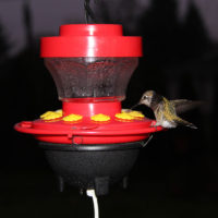 16oz Heated Hummingbird Feeder