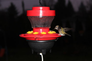16oz Heated Hummingbird Feeder