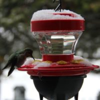 16oz Heated Hummingbird Feeder