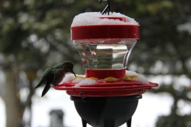 16oz Heated Hummingbird Feeder
