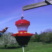 16oz Heated Hummingbird Feeder