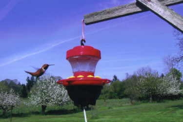16oz Heated Hummingbird Feeder