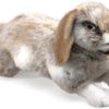 Folkmanis Holland Lop Rabbit at Northwest Nature Shop in Ashland Oregon