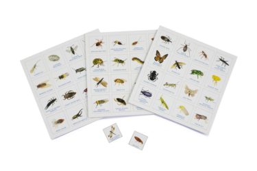 Bug Bingo