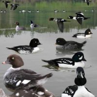 The Crossley ID Guide to Western Birds