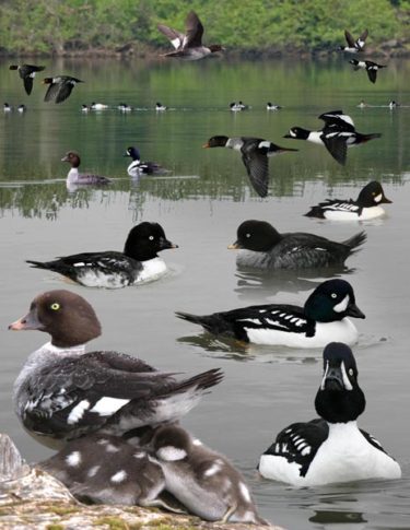 The Crossley ID Guide to Western Birds