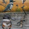 The Crossley ID Guide to Western Birds