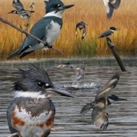 The Crossley ID Guide to Western Birds