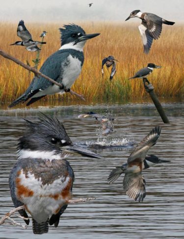 The Crossley ID Guide to Western Birds