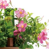 Plant Nanny Watering Stakes