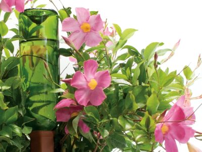 Plant Nanny Watering Stakes