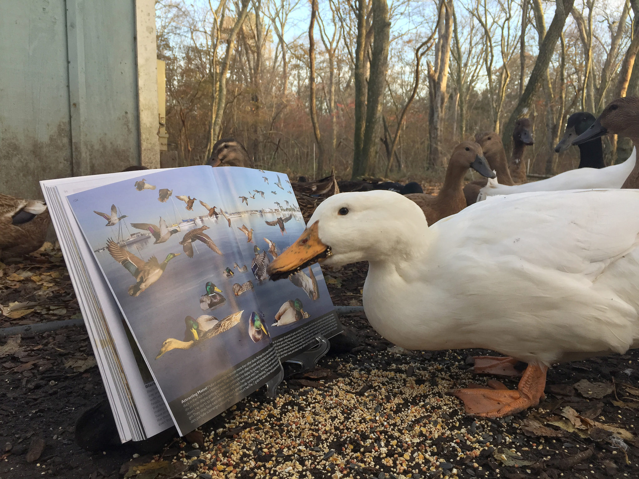 Richard Crossley Learning to Look Workshop at Northwest Nature Shop