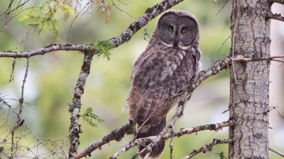 Great Gray Owl Presentation at Northwest Nature Shop, Ashland Oregon