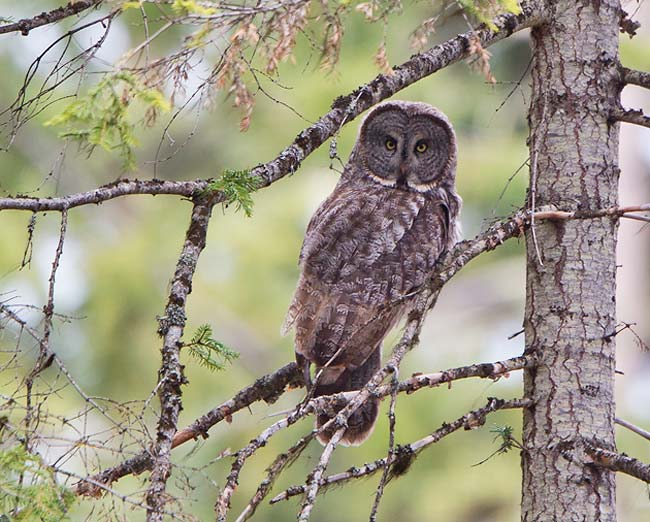 Great Gray Owl Presentation at Northwest Nature Shop, Ashland Oregon