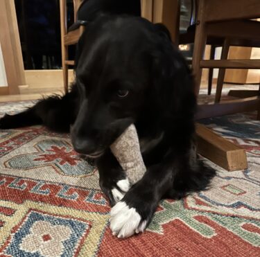 Wool Dog Bones at Northwest Nature Shop in Ashland, Oregon