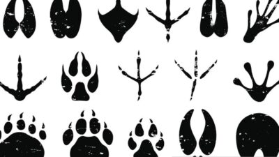 Intro to Tracking at Northwest Nature Shop January 25