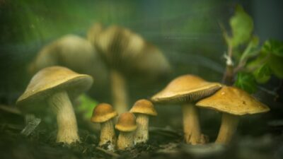 Mushroom Walk Northwest Nature shop Ashland Oregon Saturday May 9