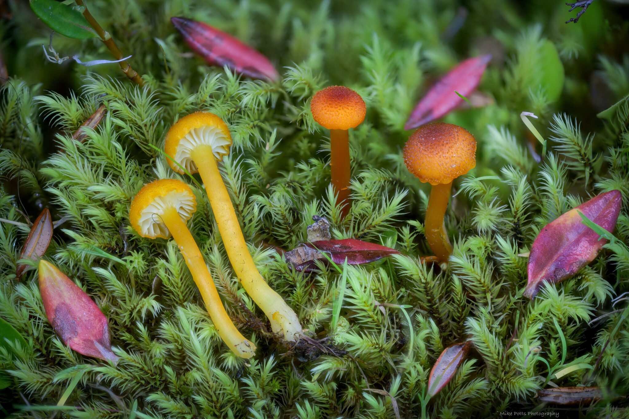 Spring Mushroom Walk May 2 10 am Northwest Nature Shop Ashland Oregon