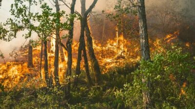 Fire Ecology Walk in the Woods