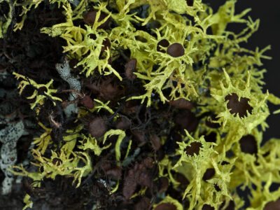 Macrolichens of the pacific northwest